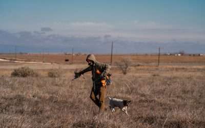 Mastering Gun Dog Training: A Guide from T&T Game Birds