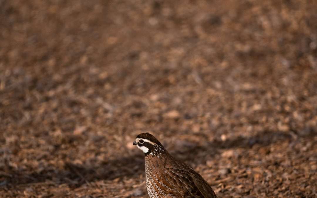 quail for sale in Texas