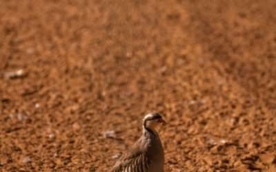 Raising Chukar Game Birds and Hunting at T & T Game Birds: Everything You Need to Know