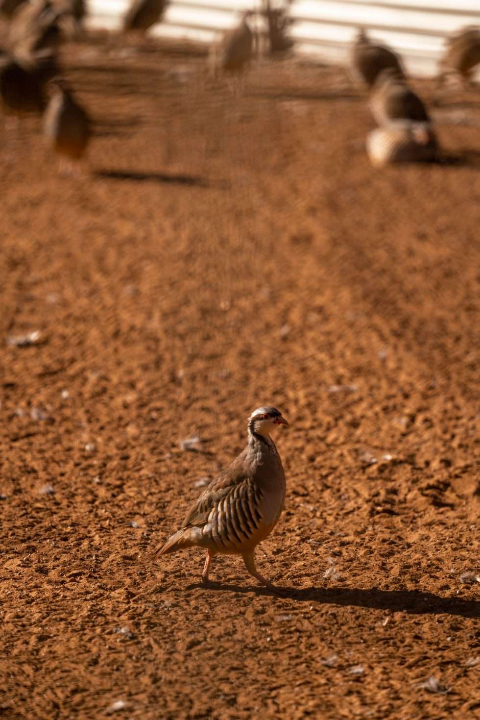 raising-chukar-game-birds-for-hunting-t-t-game-birds-in-lbk