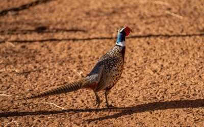 The Ultimate Texas Pheasant Hunting Experience at T&T Game Birds