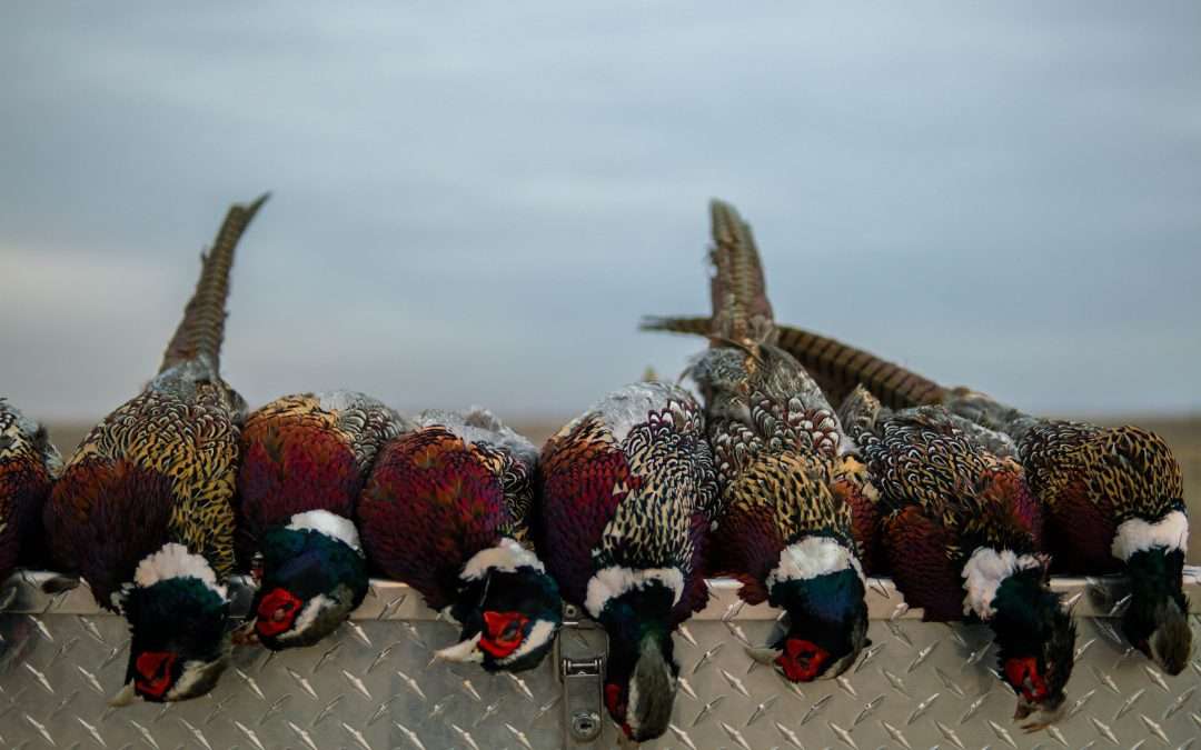 bird hunting in lubbock texas