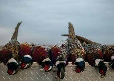 bird hunting in lubbock texas