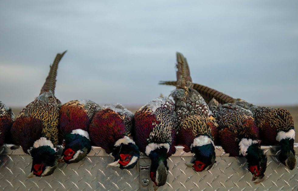 Bird Hunting in Lubbock, Texas T&T Hunting Preserve