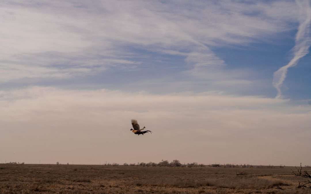 game birds