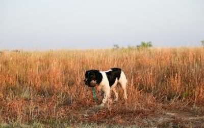 The Ultimate Guide to Hunting Dog Training with T&T Game Birds