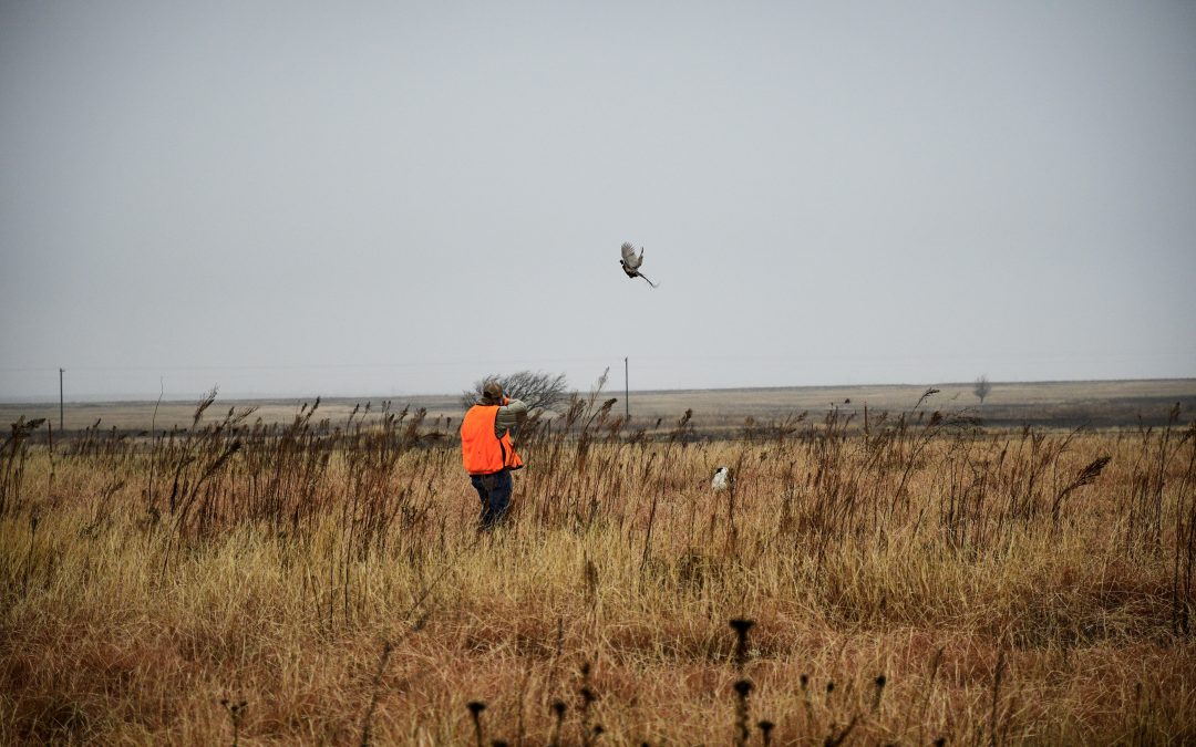 Experience Texas Pheasant Hunting with T&T Game Birds