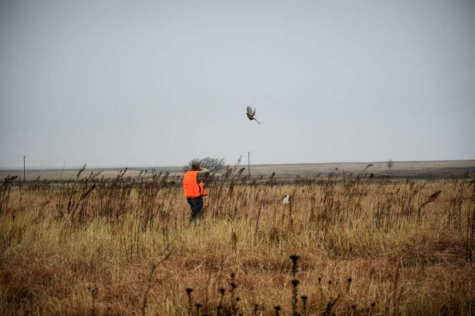 Experience Texas Pheasant Hunting with T&T Game Birds T&T Game Birds
