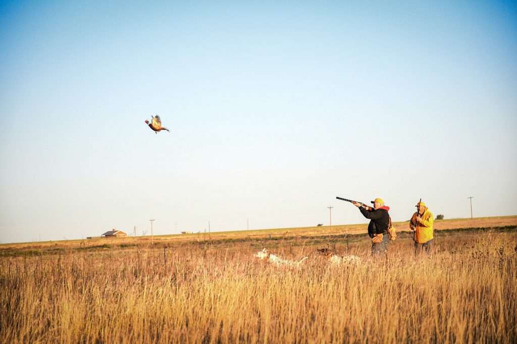pheasant hunting in Lubbock Texas