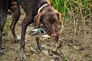 hunting dog trainer in texas