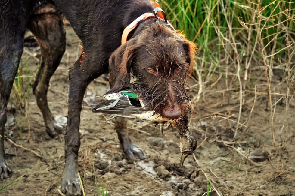 Bird Dog Training in Lubbock, TX D4 Kennels