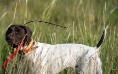 Essential Qualities to Look for in a Bird Dog Trainer for Your Hunting Companion
