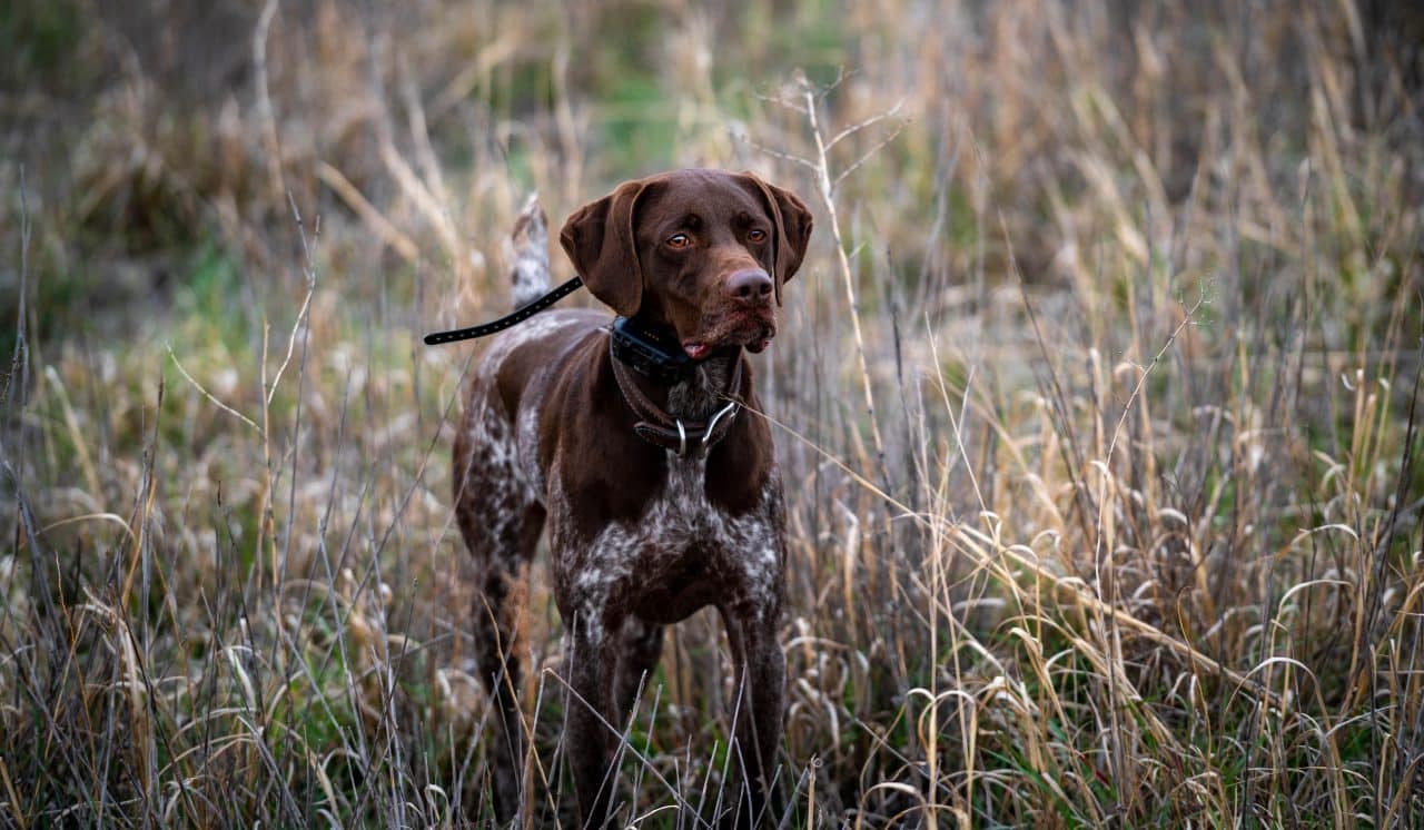 Bird Dog Training in Lubbock, TX D4 Kennels