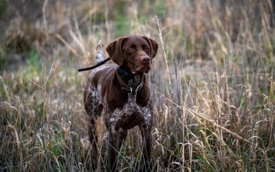 Quail Hunting in Lubbock, Texas: A Hunter’s Paradise