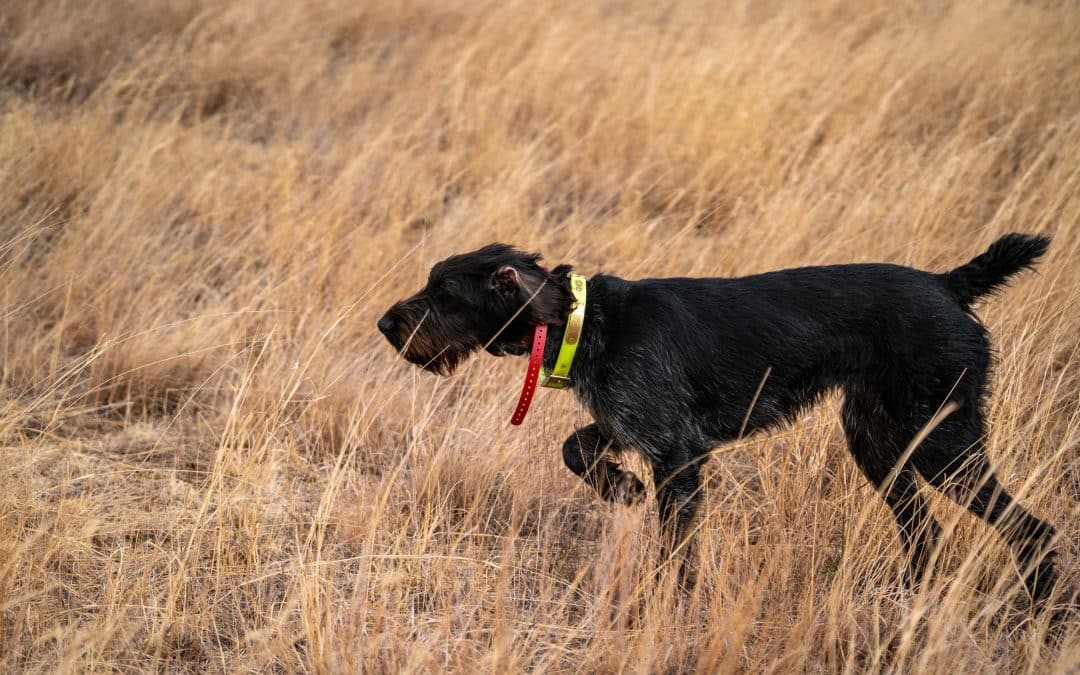 hunting dog trainer in texas