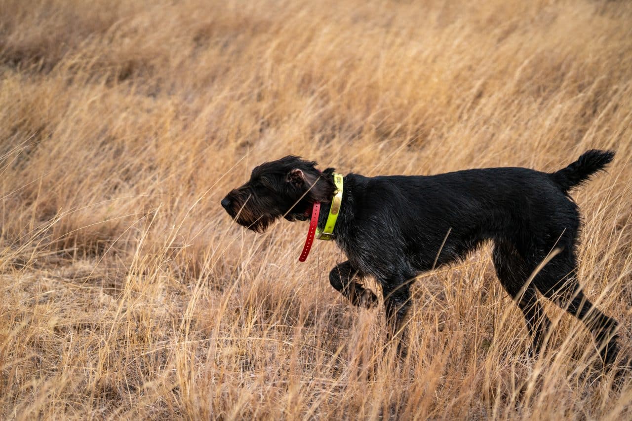 Bird Dog Training in Lubbock, TX D4 Kennels