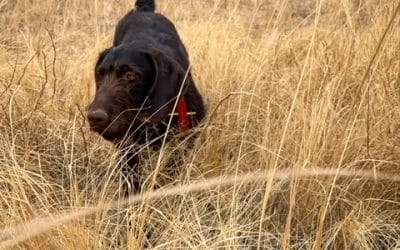 Unleashing Potential: Pro Tips and Techniques for Training Your Hunting Dog from T&T Game Birds